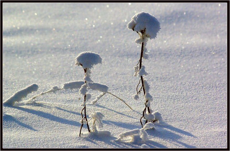 травинки, зима В зимних нарядахphoto preview