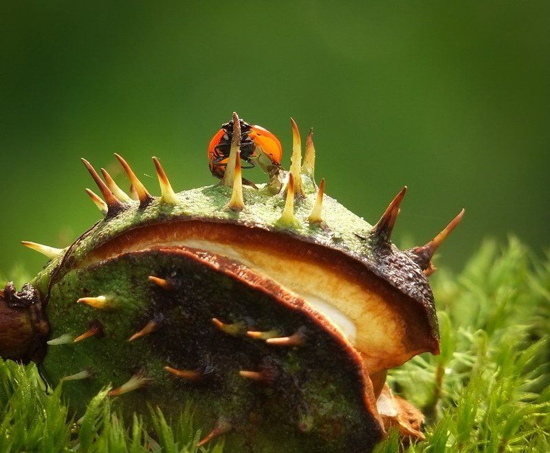 коровка, божья БЭТМЕН И ЧУДОВИЩЕphoto preview