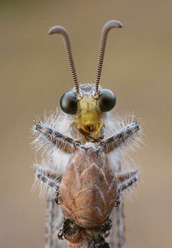 Инопланетянинphoto preview