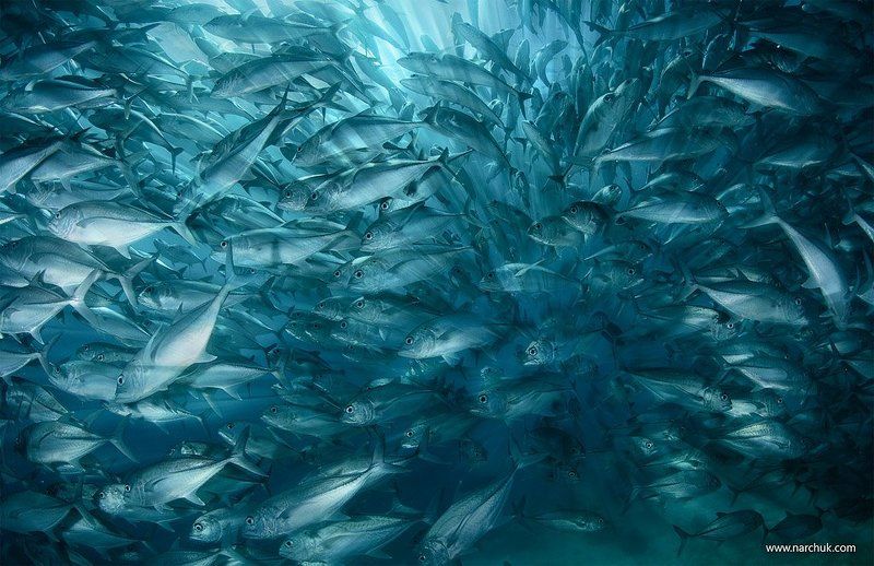 В сердце стаиphoto preview