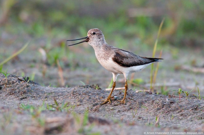 Мородунка поющаяphoto preview