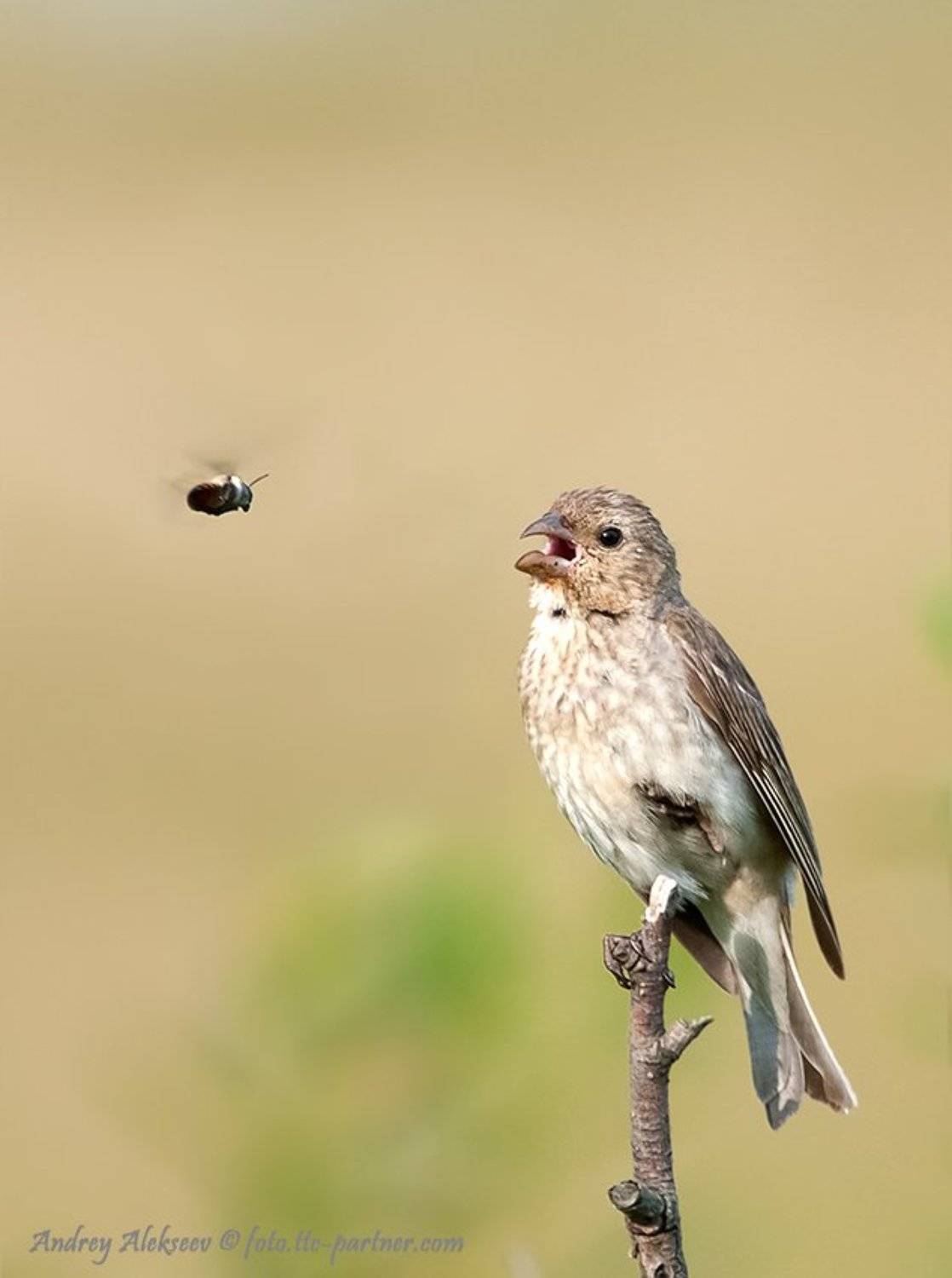 , Андрей Алексеев