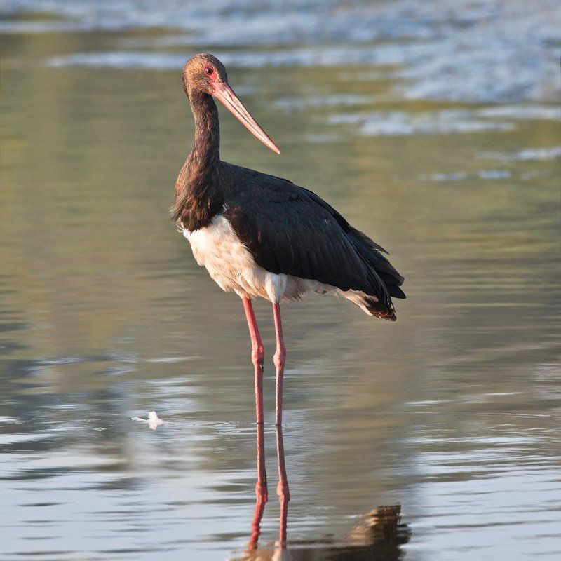 Черный аистphoto preview