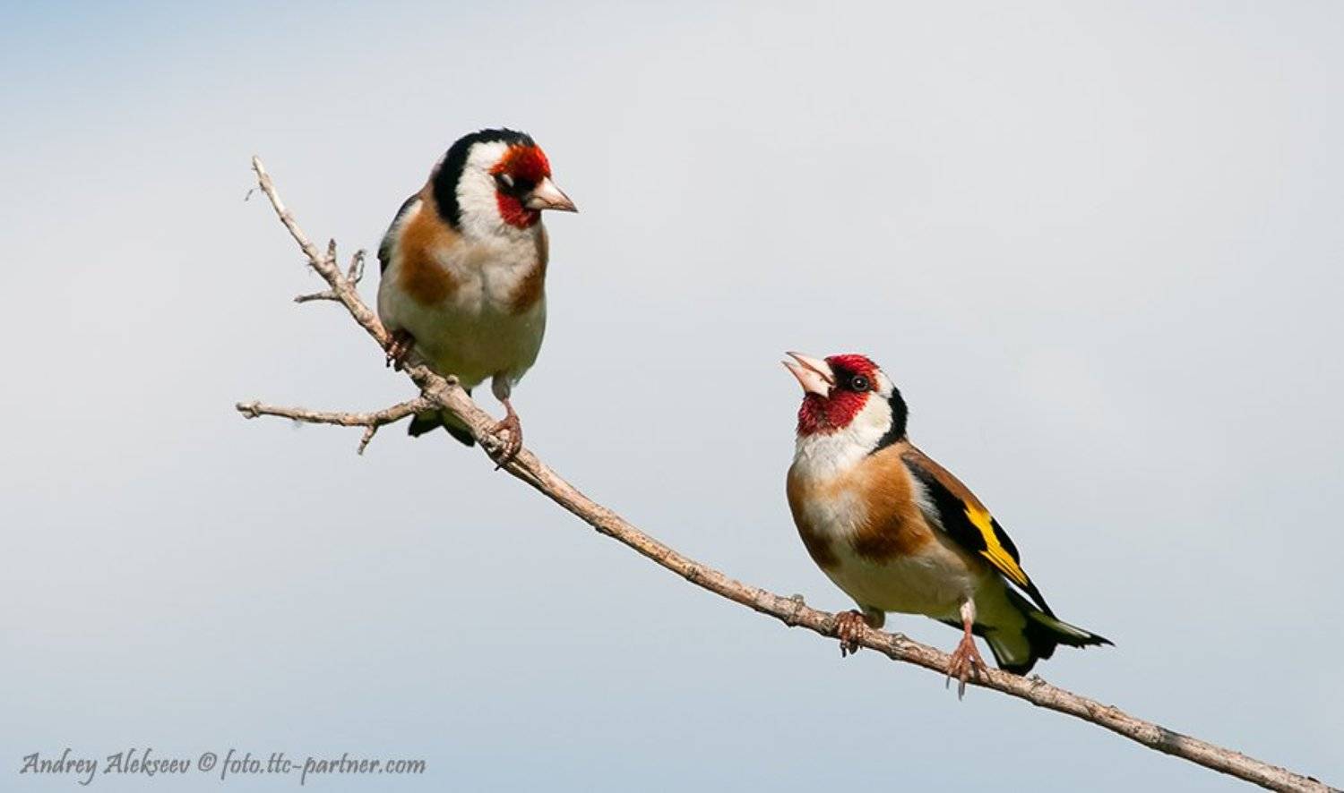 , Андрей Алексеев