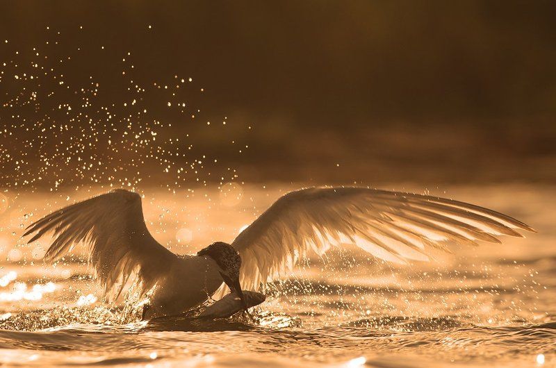 Золотой вылов фото превью