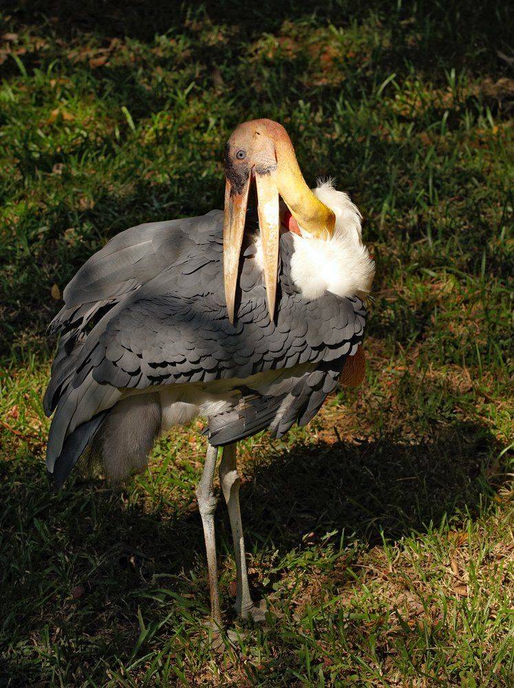 ***. Автор: Alexey Gnilenkov , Alexey Gnilenkov