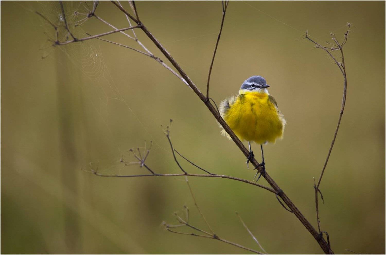жёлтая трясогузка ,, Леонид