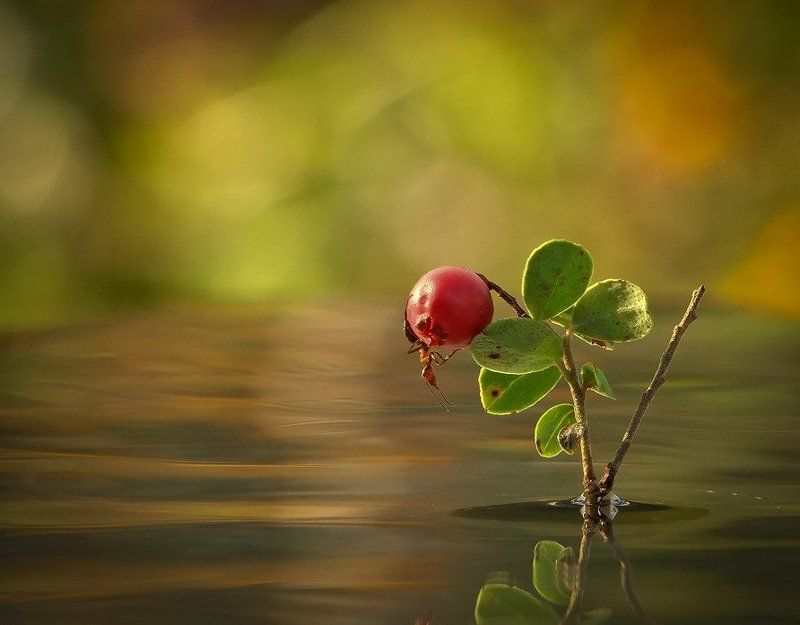 муравей ВОДНЫЙ МИР 2photo preview