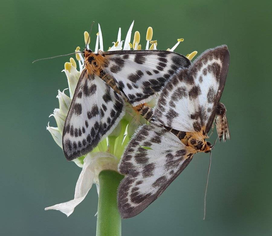 , Сергей Таланов