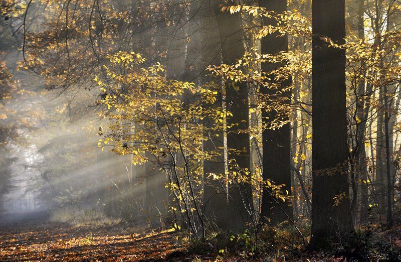 Autumn Mood фото превью