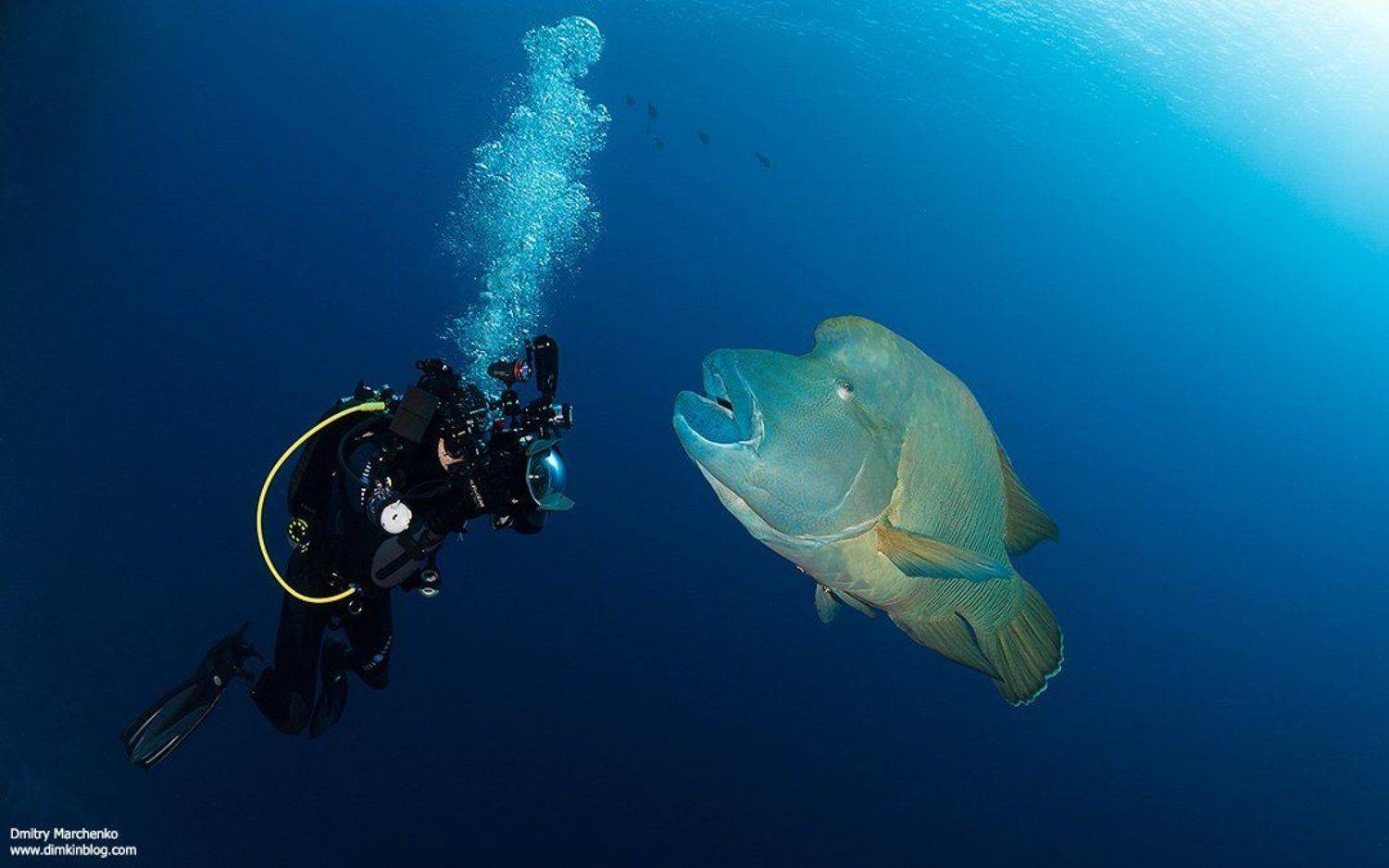 underwater,napoleon,наполеон, Дмитрий Марченко