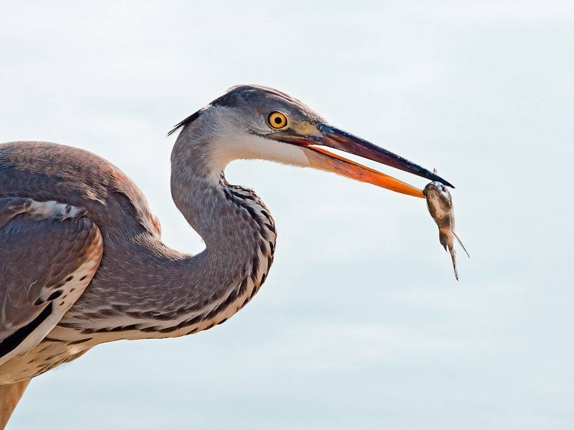 Портрет с рыбкой. Автор: Наум Пятов серая, цапля, Наум Пятов