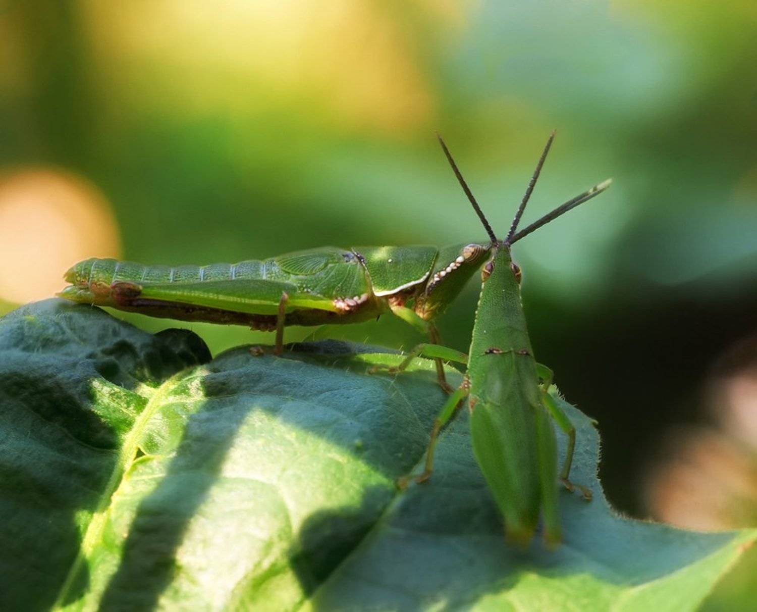 Пободаемся?. Автор: Alexey Gnilenkov macro, closeup, insect, макро, насекомые, gnilenkov, Alexey Gnilenkov