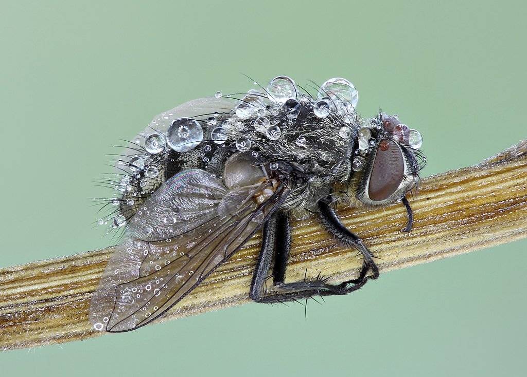 Холодное утро. Автор: Сергей Таланов , Сергей Таланов