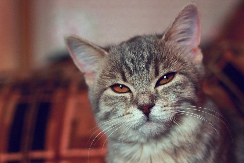 По имени БУСЯ :)photo preview