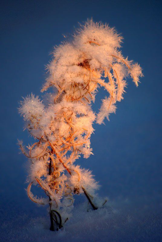 Зимняя колючкаphoto preview