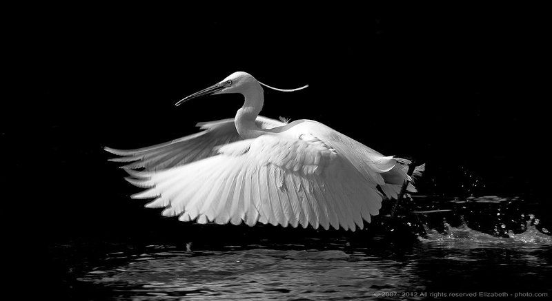 egret, egretta, garzetta, heron, little, wildlife, белая, израиль, малая, цапля Little Egret in B/Wphoto preview