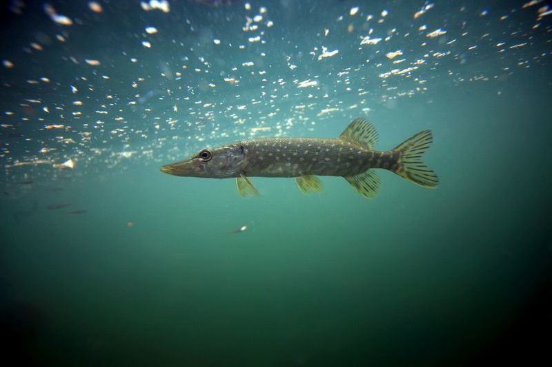 щука,подводная фотография,пресная вода Пуляphoto preview