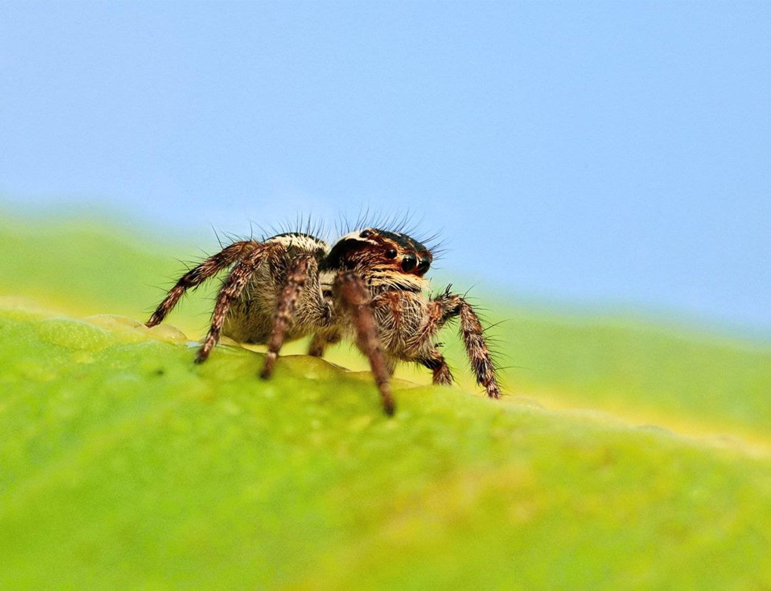 А лапки замочил.... Автор: Alexey Gnilenkov macro, closeup, insect, макро, насекомые, gnilenkov, Alexey Gnilenkov