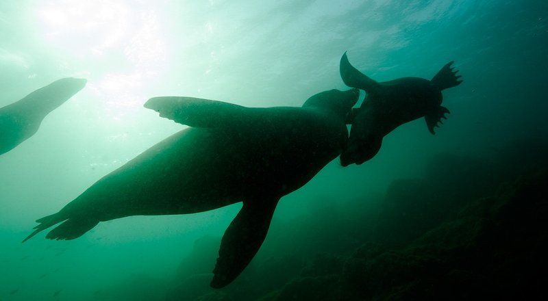 underwater Забавыphoto preview