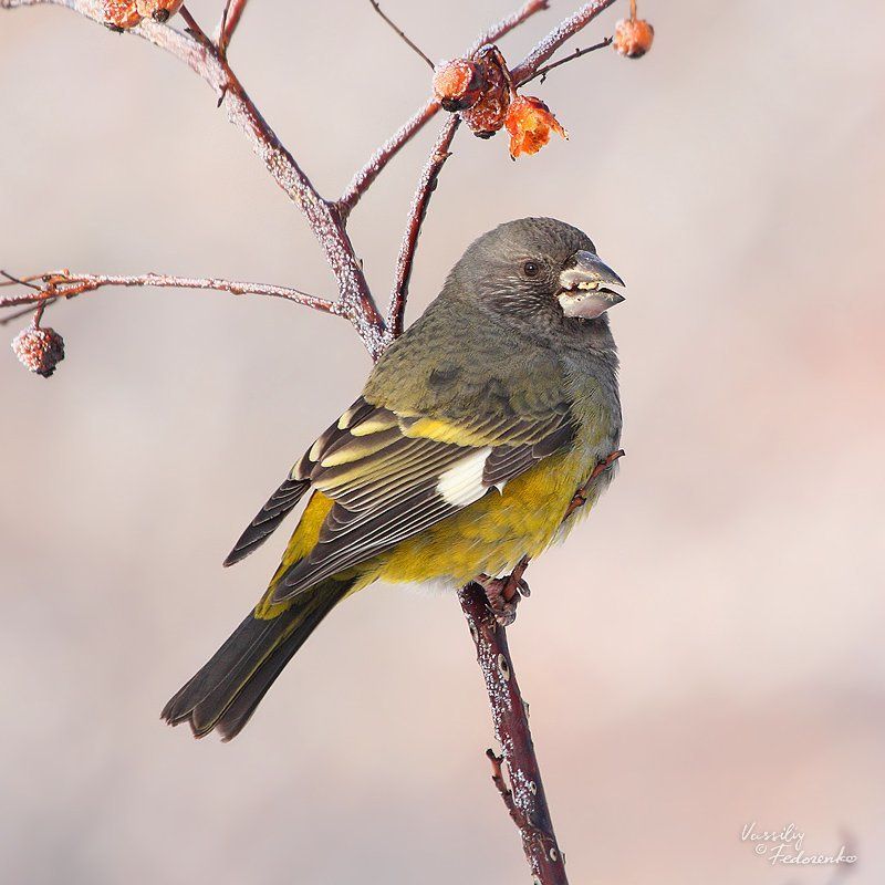 арчевый, дубонос, mycerobas, carnipes, птицы Ягодоедphoto preview