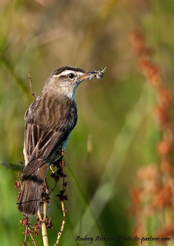 камышёвка, фотоохота Камышёвка - барсучокphoto preview