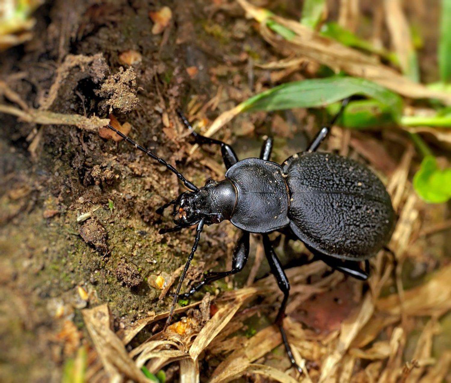 macro, closeup, insect, макро, насекомые, gnilenkov, Alexey Gnilenkov
