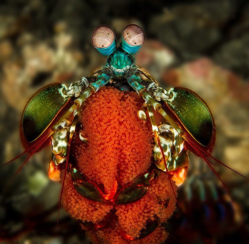 Мать-героиняphoto preview