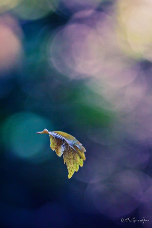 First Flightphoto preview