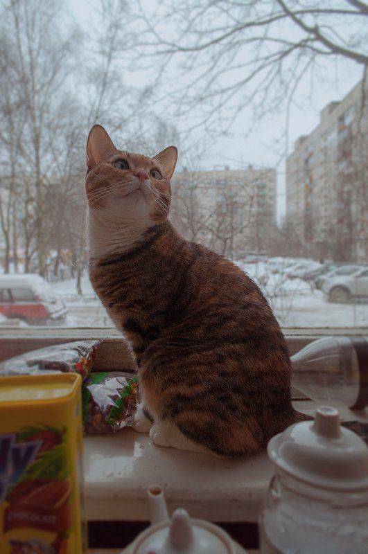 кошка Мотяphoto preview