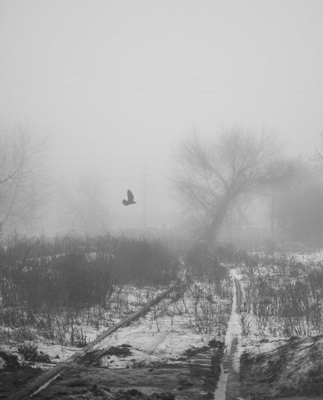 сталкерphoto preview