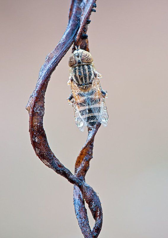 Кривая мебиусаphoto preview