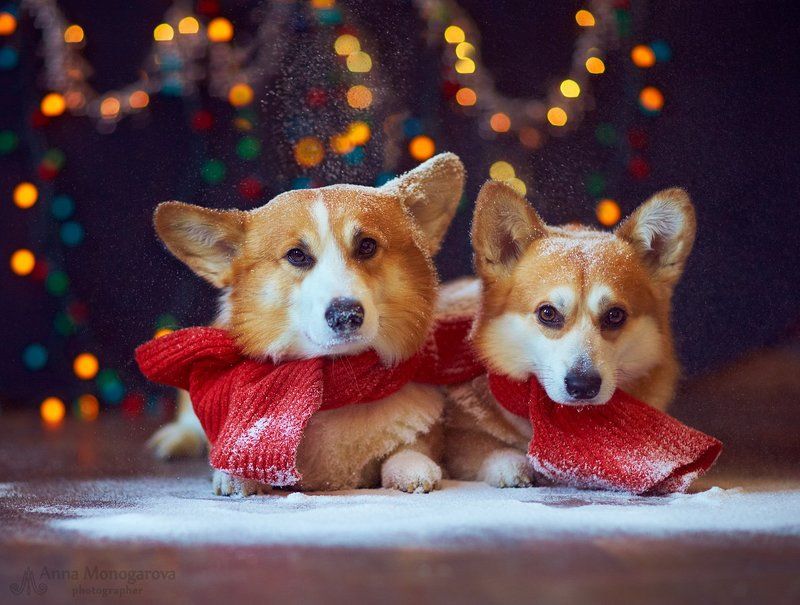 С Новым годом!photo preview