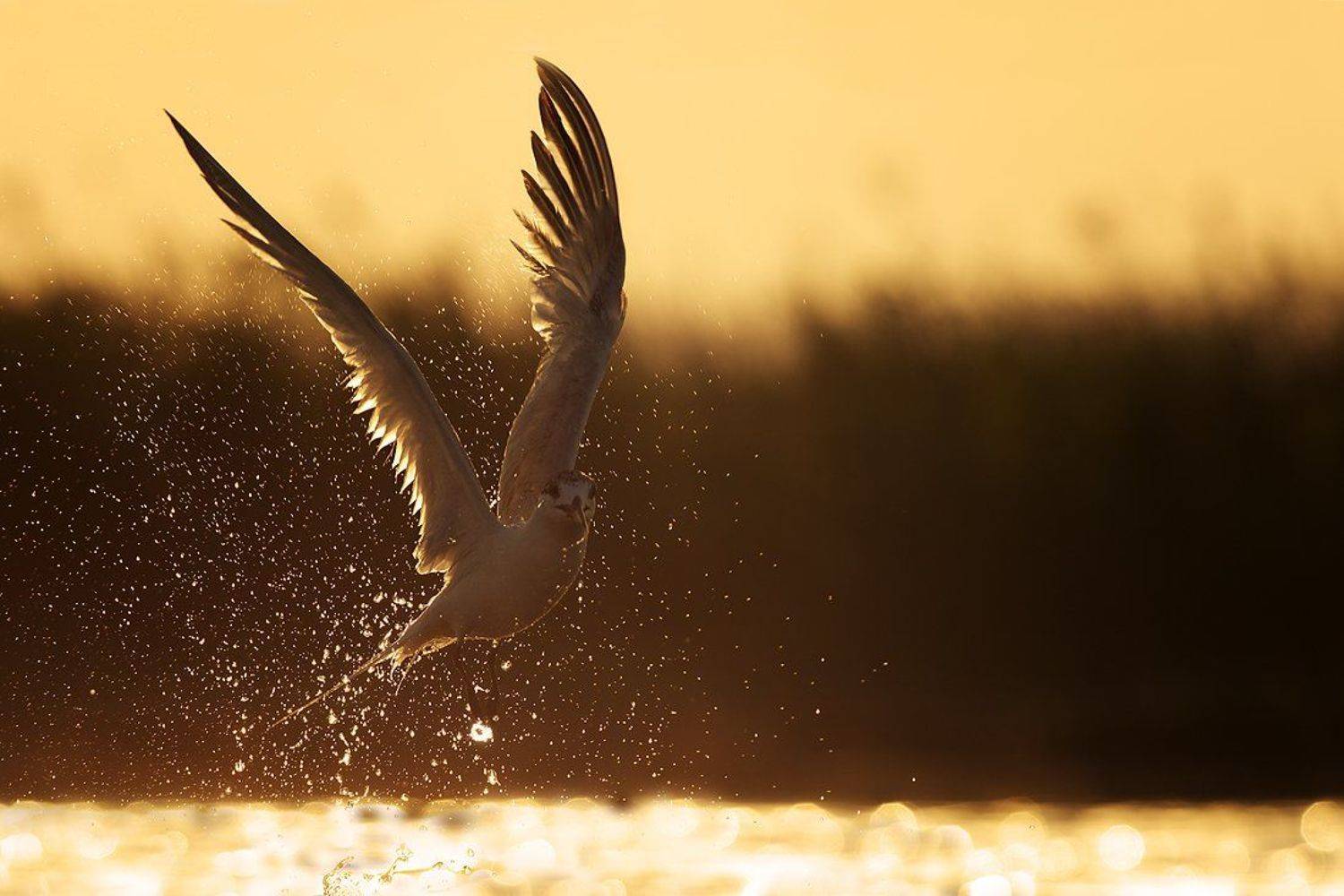 Крачка - небесный танец. Автор: Евгени Стефанов , Евгени Стефанов