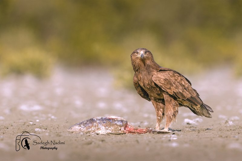 bird Greater spotted eaglephoto preview