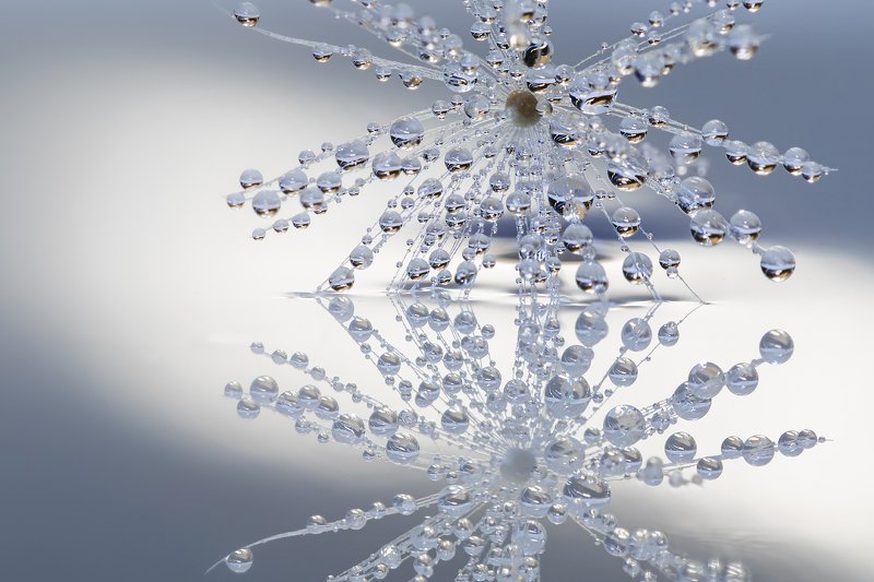 одуванчик, роса Жемчугphoto preview