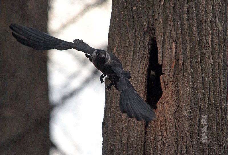 животные птицы весна галка Галкаphoto preview