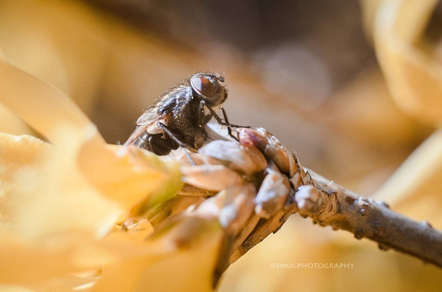 Сонный мух. Автор: Дмитрий Гусалов макро, муха, солнце, весна, природа, , Дмитрий Гусалов