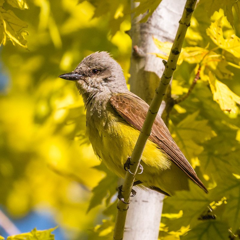 Western Kingbird фото превью