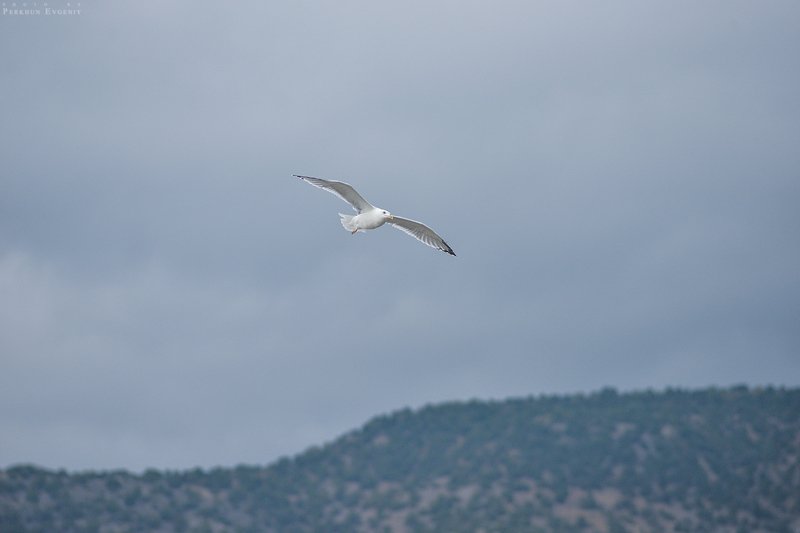 крым, чайка, полет, небо, горы, море Полет чайкиphoto preview