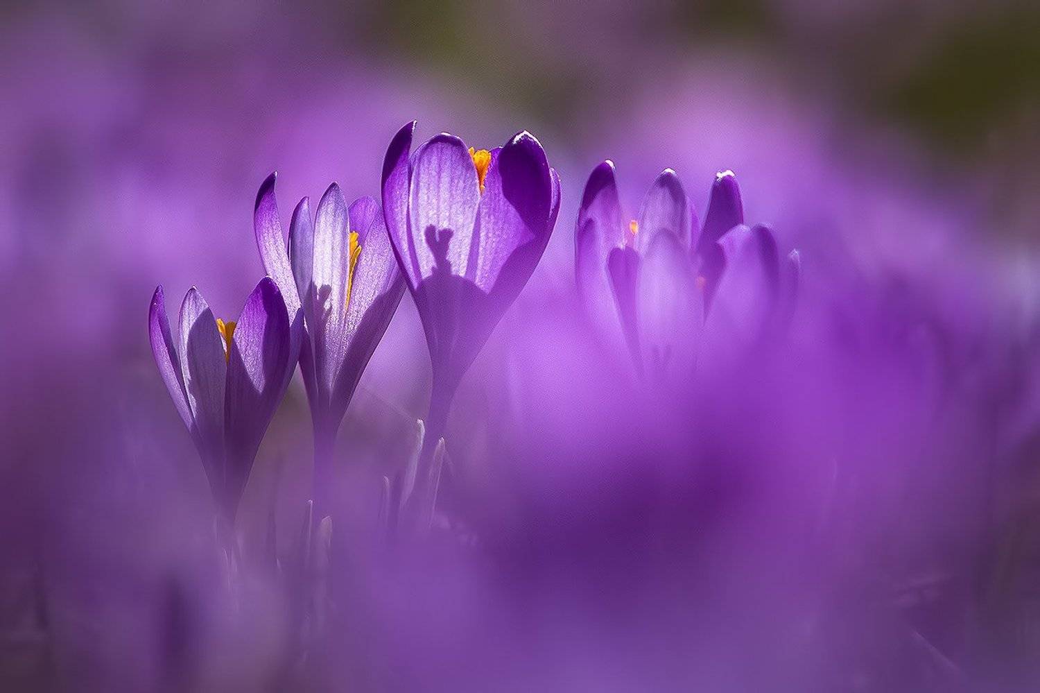 , Svetoslav Georgiev