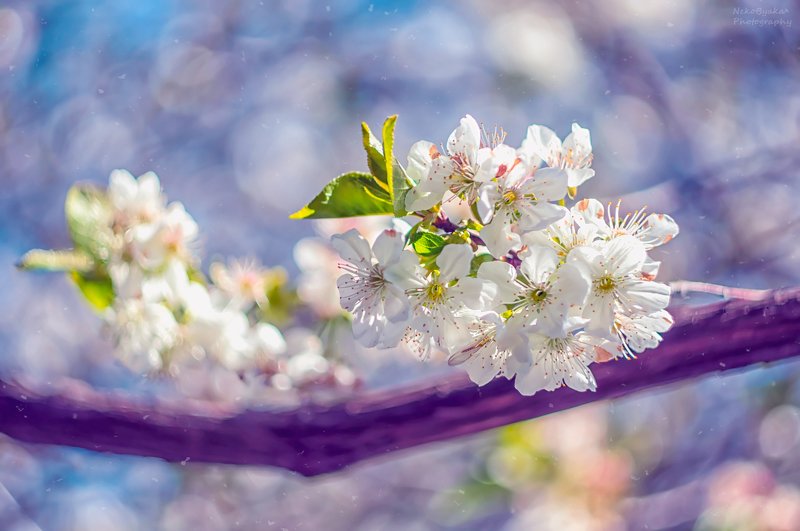 макро, природа, цветы, вишня, боке, гелиос, весна, macro, nature, flowers, cherry, bokeh, helios, spring, кусочек весныphoto preview