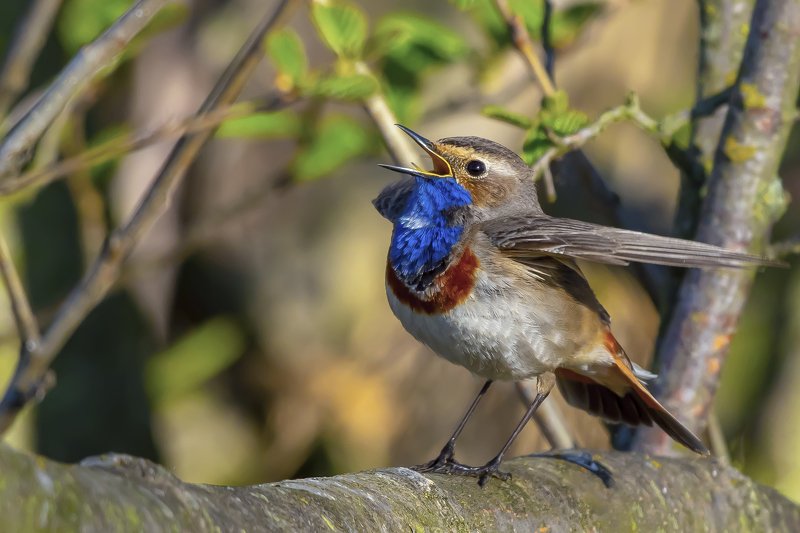Bluethroatphoto preview