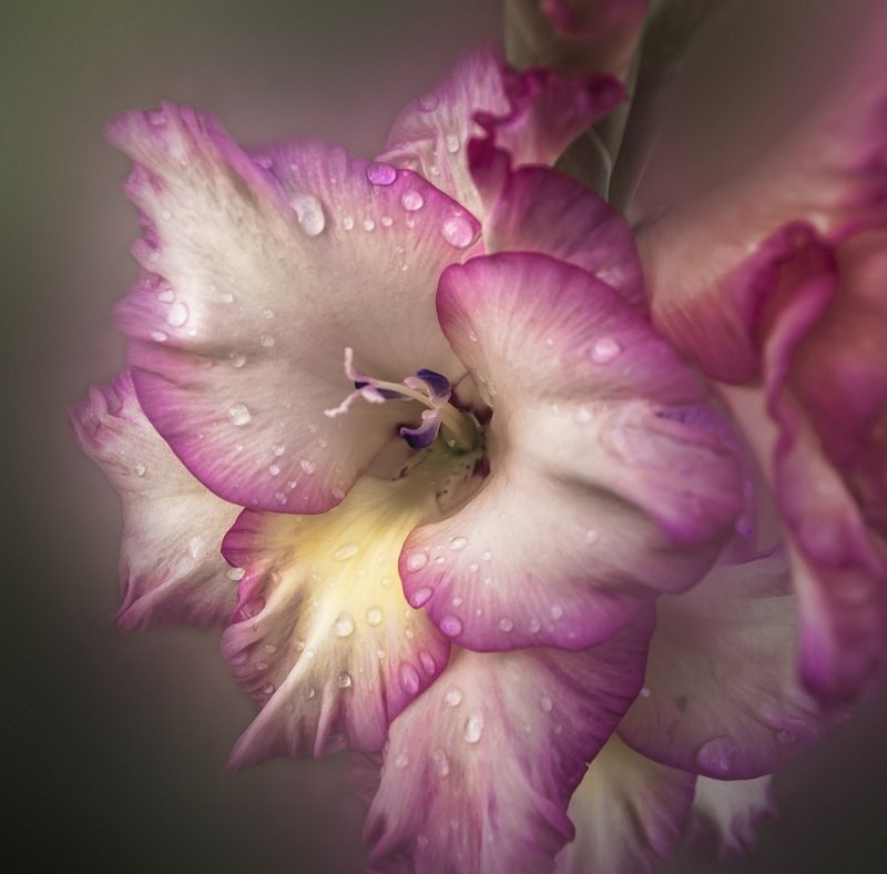 Гладиолусphoto preview