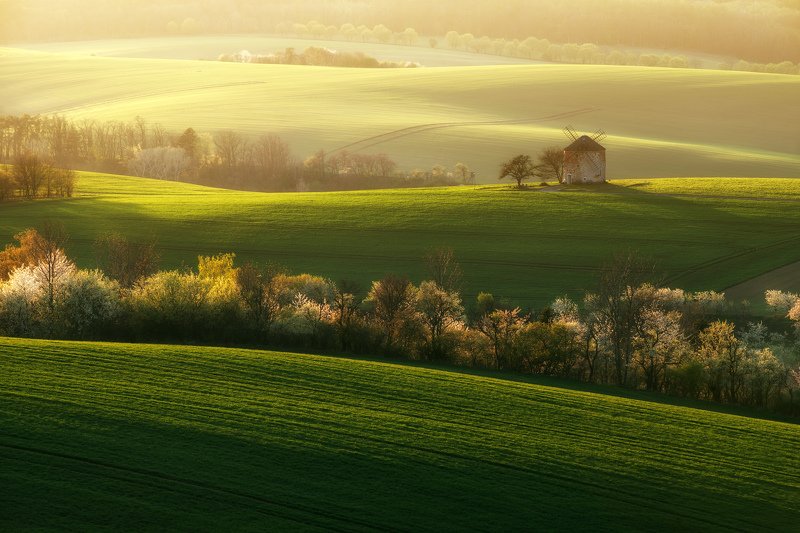 spring, field, landscape, blooming, green, sunset, moravia , czech republic Blooming springphoto preview
