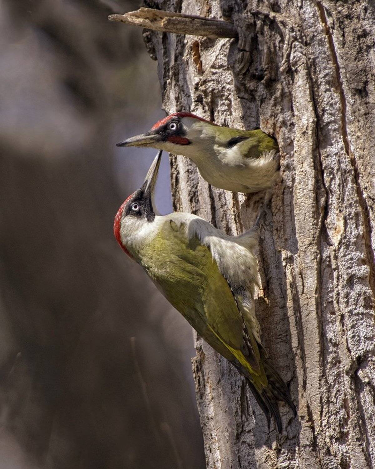 Зеленые. Автор: Евгени Стефанов , Евгени Стефанов