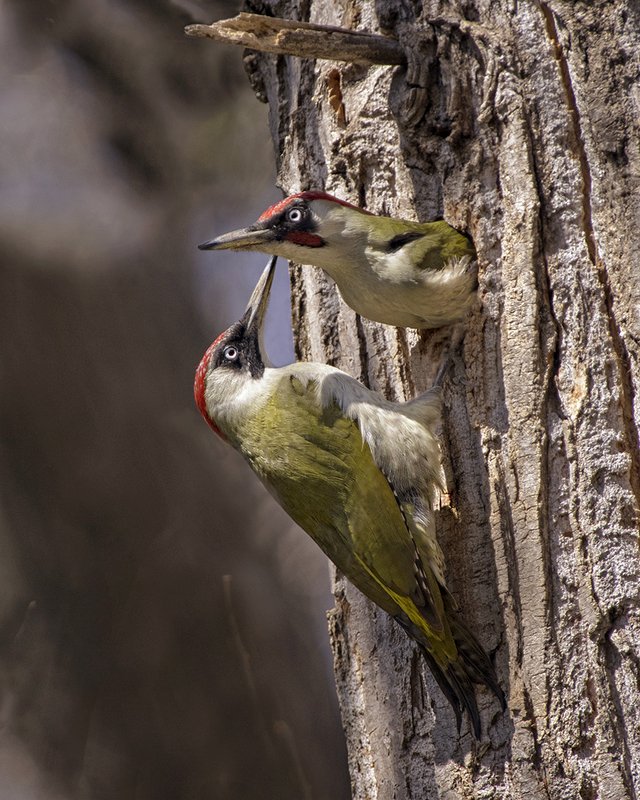 Зеленыеphoto preview