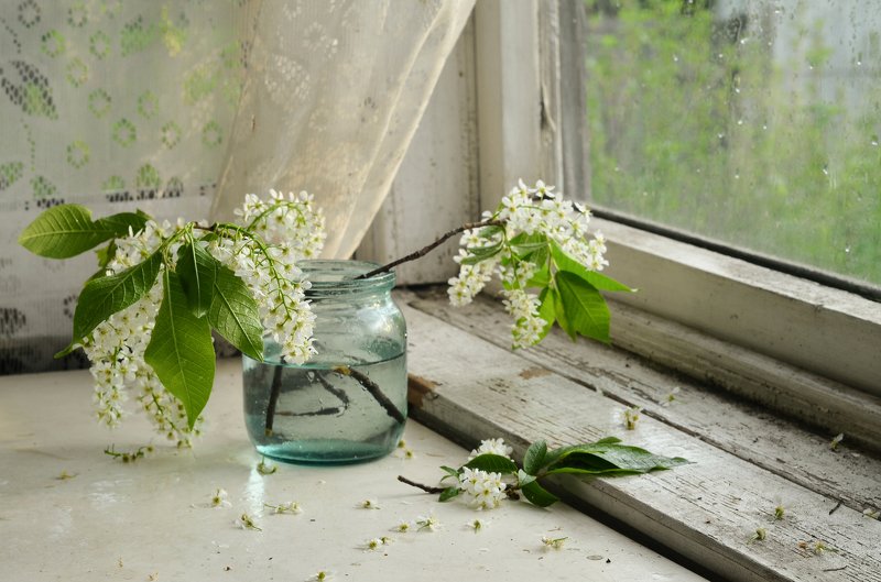 натюрморт, черемуха, весна, bird cherry Черемухаphoto preview