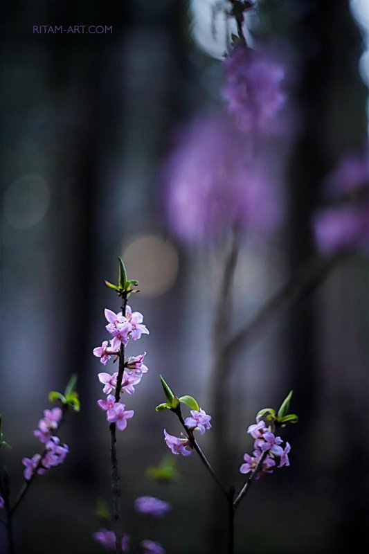 весна, spring, цветы, цветок, flowers, flower, blossom, bloom, розовый, pink, боке, bokeh, макро, macro, closeup, sakura, волчеягодник, японский, мотив, темный фон, japanese, tune, dark, background Северная сакура - японский мотив / The Northern Sakura - A Japanese Tunephoto preview