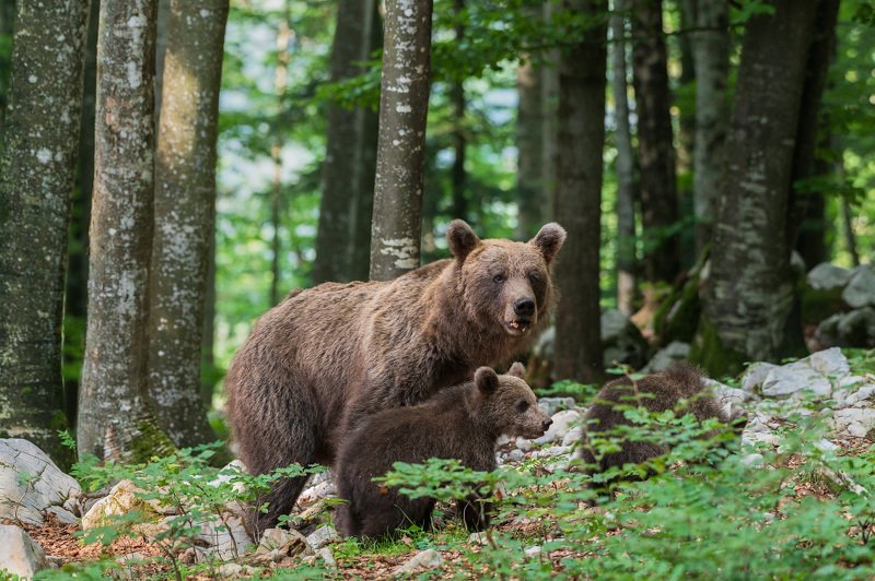 Slovenian brown bearphoto preview
